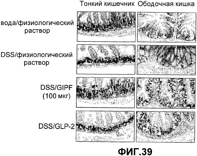 Желудочно-кишечный пролиферативный фактор и его применения (патент 2343158)