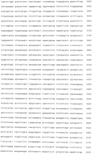 Лечение хориоидальной неоваскуляризации с помощью вакцин (патент 2555345)