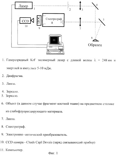 Способ диагностики остеопороза методом лазерно-индуцированной флуоресценции (патент 2244292)