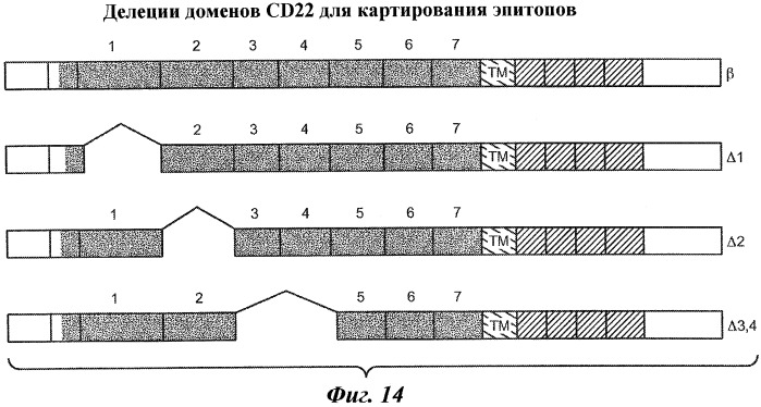 Антитела и иммуноконъюгаты и их применения (патент 2436796)