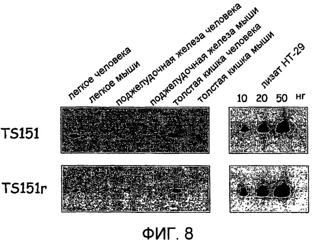 Применение антитела к cd151 для лечения рака (патент 2464041)