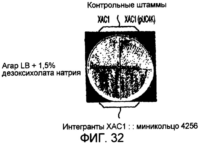 Кольцевая молекула днк, характеризующаяся зависимой от условий точкой начала репликации, способ их получения и их применение в генной терапии (патент 2307870)