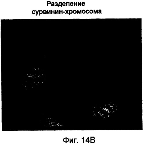 Миметики с обратной конфигурацией и способы их применения (патент 2342387)