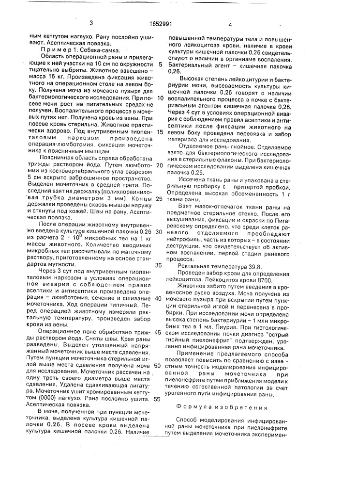 Способ моделирования инфицированной раны мочеточника при пиелонефрите (патент 1652991)