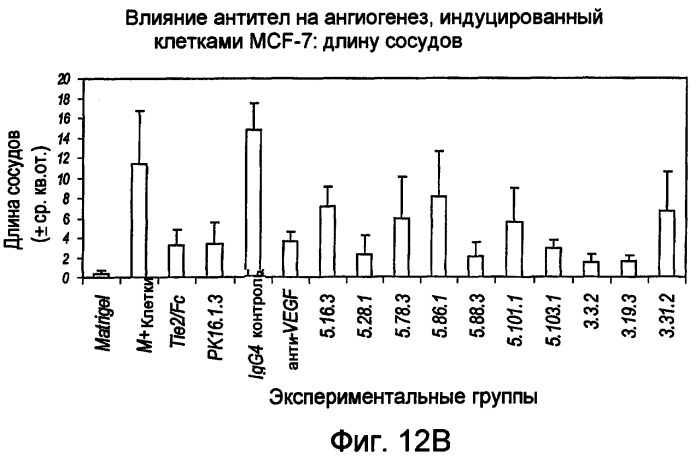 Антитела против ангиопоэтина-2 и их применение (патент 2394839)