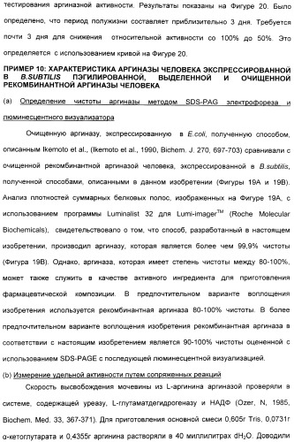 Фармацевтический препарат и способ лечения злокачественных опухолей у человека с помощью аргининовой депривации (патент 2335539)