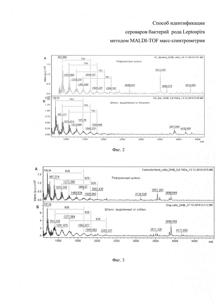 Способ идентификации сероваров бактерий рода leptospira методом maldi-tof масс-спектрометрии (патент 2661108)
