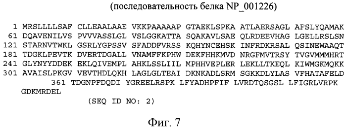 Модуляция экспрессии hsp47 (патент 2575056)