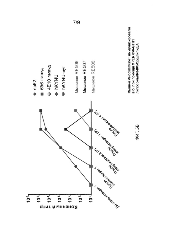 Разработка иммуногена на основе в-клеточной линии дифференцировки с использованием гуманизированных животных (патент 2664187)