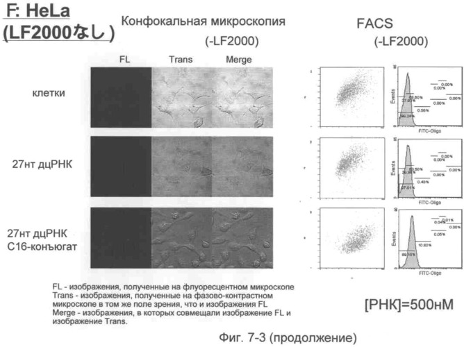 Модифицированная липидом двухцепочечная рнк, обладающая эффектом рнк-интерференции (патент 2489167)