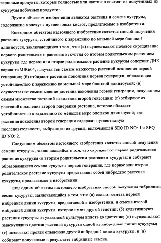 Вариант кукурузы mir604 (патент 2351122)