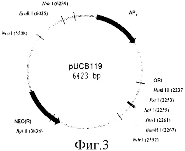 Плазмида pnan5, определяющая синтез l-аспарагиназы еса2, штамм bacillus cereus 1576-pnan5 - промышленный штамм-продуцент рекомбинантной l-аспарагиназы еса2 и способ ее получения (патент 2313575)