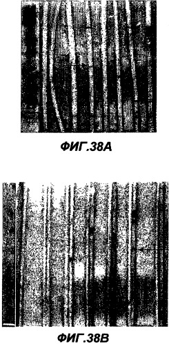 Иммунизация против chlamydia trachomatis (патент 2331435)