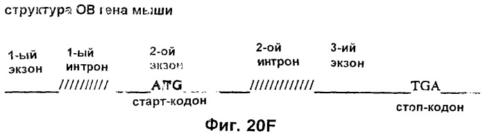 Полипептид ожирения (ов)(варианты), его аналог (варианты) и слитый белок (варианты), изолированная молекула нуклеиновой кислоты, молекула днк, рекомбинантный вектор клонирования, рекомбинантный вектор экспрессии, фармацевтическая композиция, моноклональное и поликлональное антитело (патент 2273645)