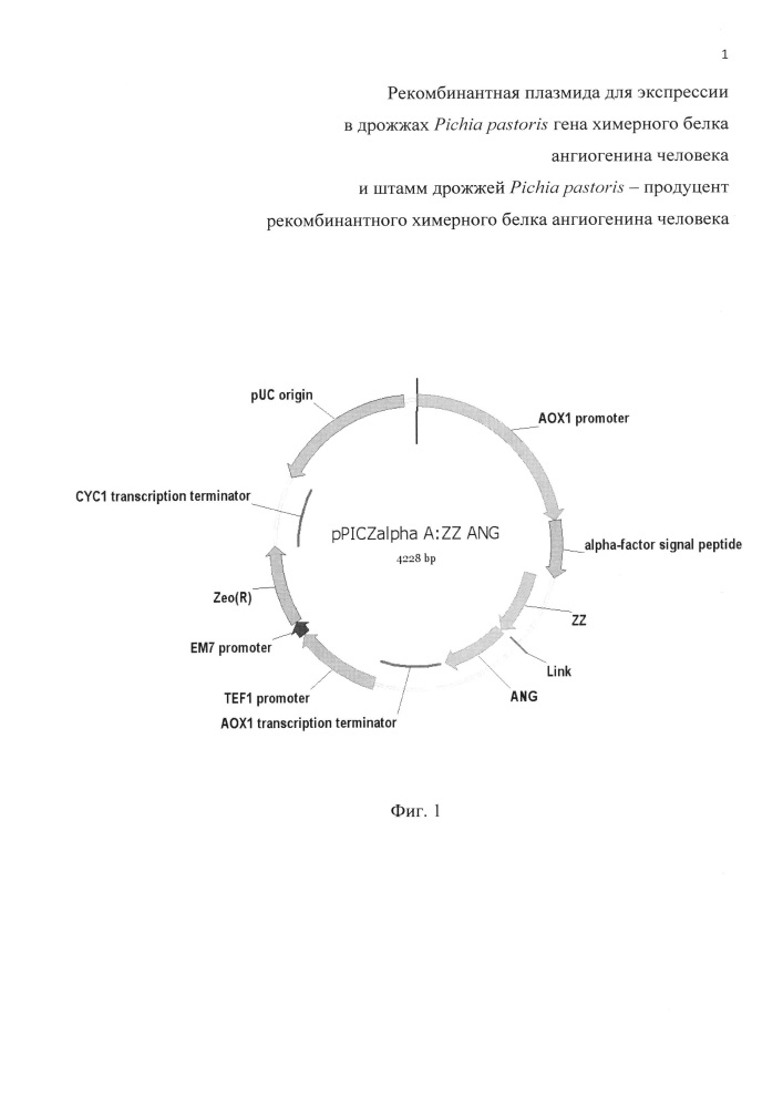 Рекомбинантная плазмида для экспрессии в дрожжах pichia pastoris гена химерного белка ангиогенина человека и штамм дрожжей pichia pastoris - продуцент рекомбинантного химерного белка ангиогенина человека (патент 2658758)