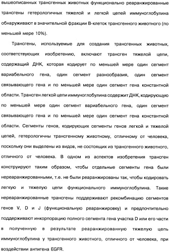 Человеческие моноклональные антитела к рецептору эпидермального фактора роста (egfr), способ их получения и их использование, гибридома, трансфектома, трансгенное животное, экспрессионный вектор (патент 2335507)