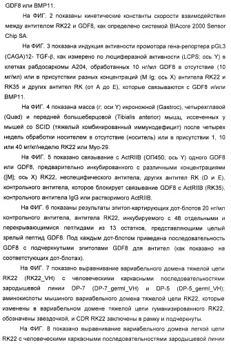 Антитела к gdf8 и их применения (патент 2447084)