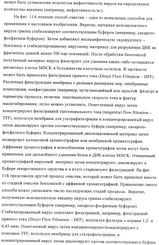 Линии клеток почки собаки майдин-дэрби (mdck), поддерживающие рост вирусов до высоких титров, и способ применения этих клеток в биореакторе (патент 2487935)