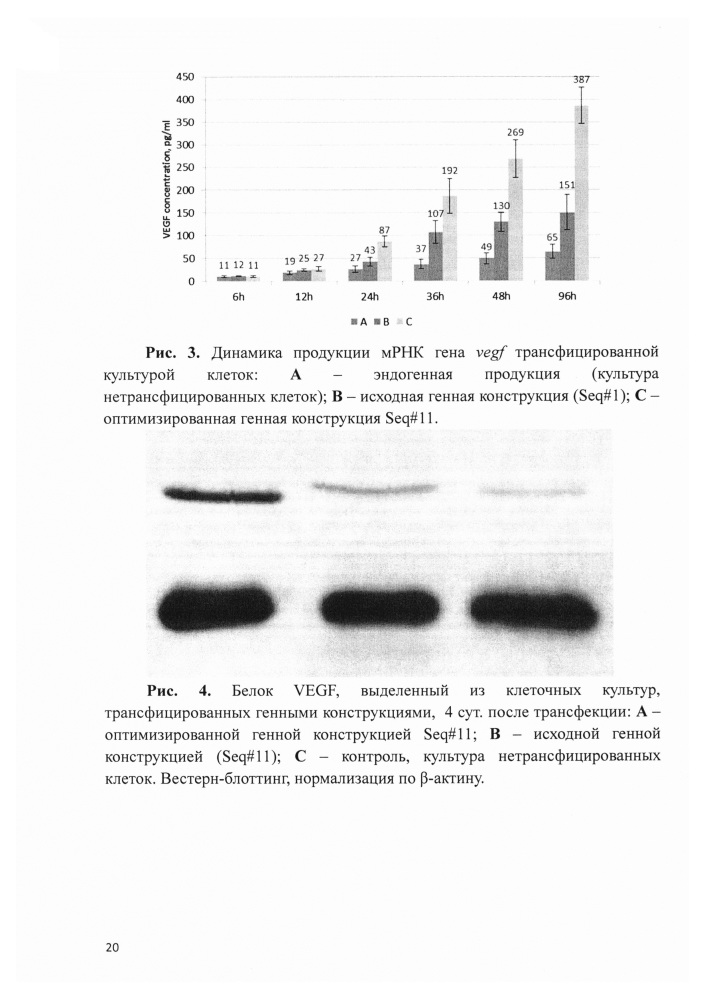 Оптимизированная нуклеотидная последовательность и фармацевтическая композиция на ее основе с пролонгированной экспрессией трансгена vegf (патент 2612497)