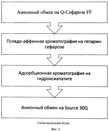 Рекомбинантная плазмидная днк рак380, кодирующая полипептид рекомбинантного фактора iх свертываемости крови человека, линия клеток cricetulus griseus cho 1e6 - продуцент рекомбинантного фактора iх свертываемости крови человека и способ получения полипептида, обладающего активностью рекомбинантного фактора iх (патент 2500816)