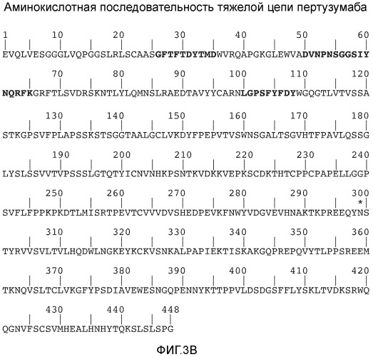 Композиция, содержащая антитело, которое связывается с доменом ii her2, и его кислые варианты (патент 2543664)
