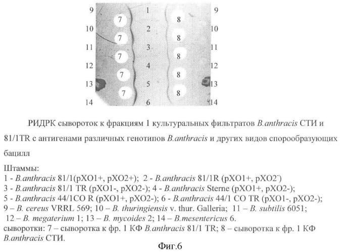 Способ идентификации bacillus anthracis с дифференциацией штаммов по продукции капсулы, протективного антигена и антигенов s-слоя (патент 2376385)