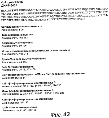 Анти-cd79b антитела и иммуноконъюгаты и способы их применения (патент 2511410)