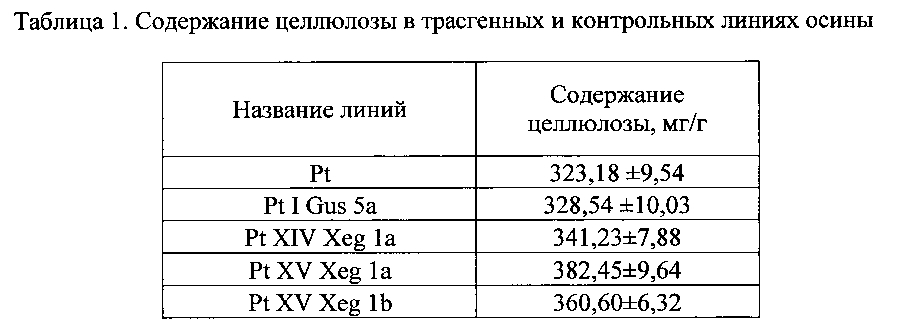 Трансгенное растение осины с повышенным содержанием целлюлозы в древесине (патент 2599445)