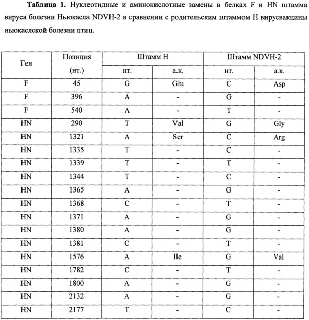 Штамм вируса болезни ньюкасла ndvh-2 для изучения возможности разработки на его основе вирусного онколитического препарата (патент 2644676)