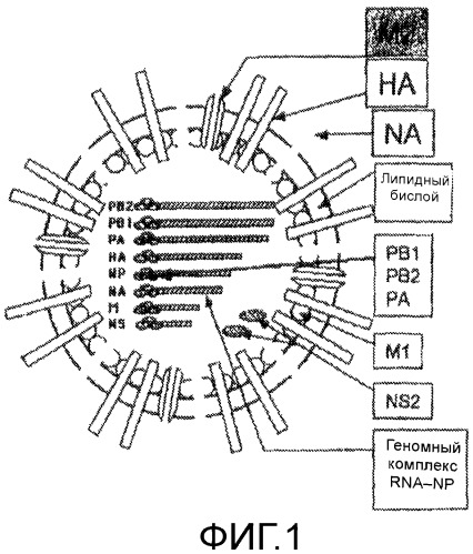 Иммуногенные композиции и способы (патент 2468034)