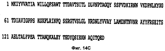 Слитые конструкции лекарственного средства и конъюгаты (патент 2428431)