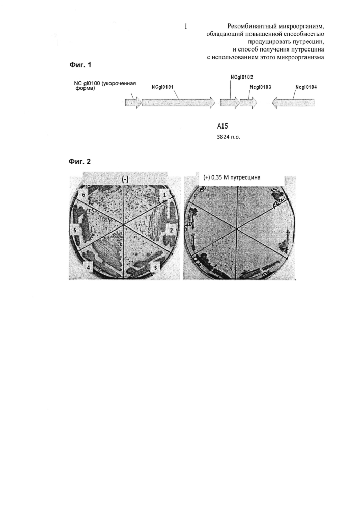 Рекомбинантный микроорганизм, обладающий повышенной способностью продуцировать путресцин, и способ получения путресцина с использованием этого микроорганизма (патент 2603089)