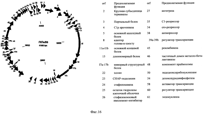 Бактериофаг, обладающий активностью против pseudomonas aeruginosa, белки бактериофага и способы их применения (патент 2580248)