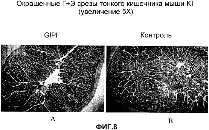 Желудочно-кишечный пролиферативный фактор и его применения (патент 2343158)