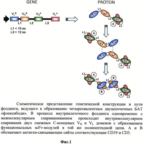 Фармацевтические композиции на основе флексибоди против cd3*cd19 для лечения в-клеточных заболеваний (патент 2568910)