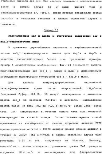 Ее3-семейство белков и соответствующие днк-последовательности (патент 2333918)