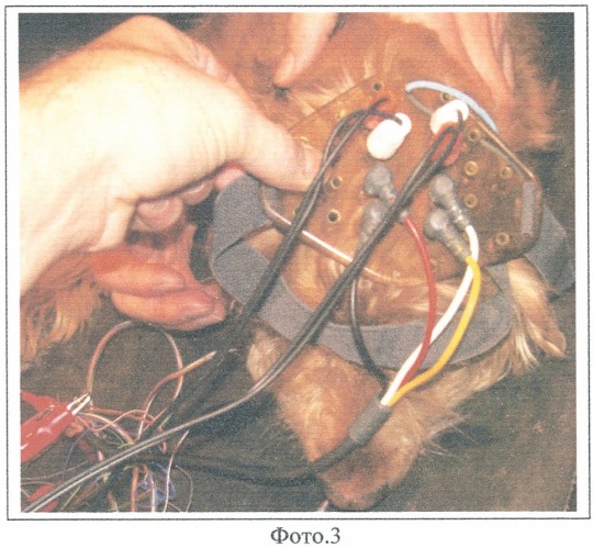 Устройство для установки и фиксации электродов ээг на голове животных (патент 2380032)