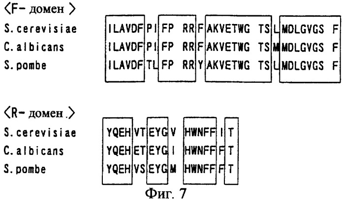 Ген синтеза клеточной стенки грибков (патент 2286387)