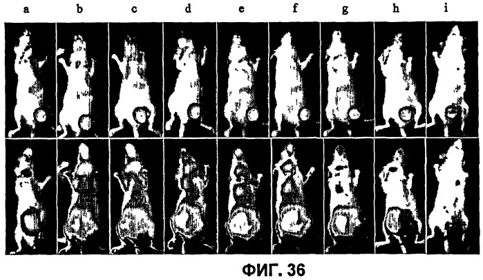 Конъюгаты rgd-пептидов и фотосенсибилизаторов порфирина или (бактерио)хлорофилла и их применение (патент 2450018)