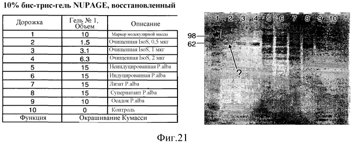 Варианты изопренсинтазы, применяемые для улучшения продуцирования изопрена микроорганизмами (патент 2516343)