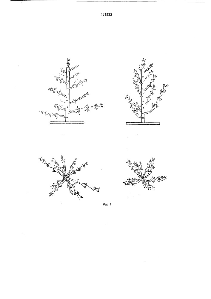 Модель сельскохозяйственного растения (патент 424532)