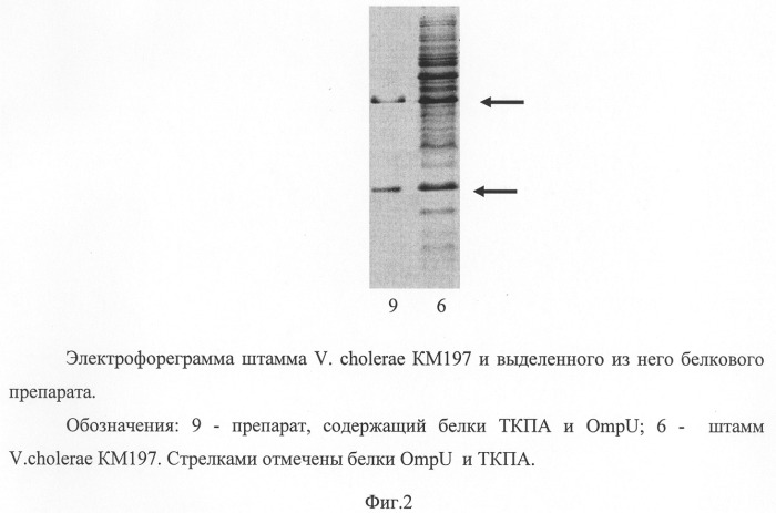 Способ выделения белков токсин-корегулируемых пилей адгезии и ompu холерного вибриона классического биовара (патент 2324740)