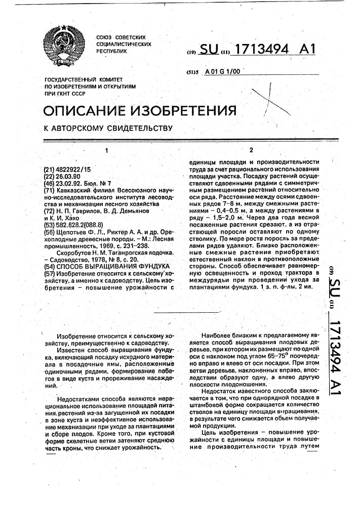 Способ выращивания фундука (патент 1713494)