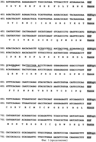 Ген hgfopt фактора роста гепатоцитов (патент 2385936)