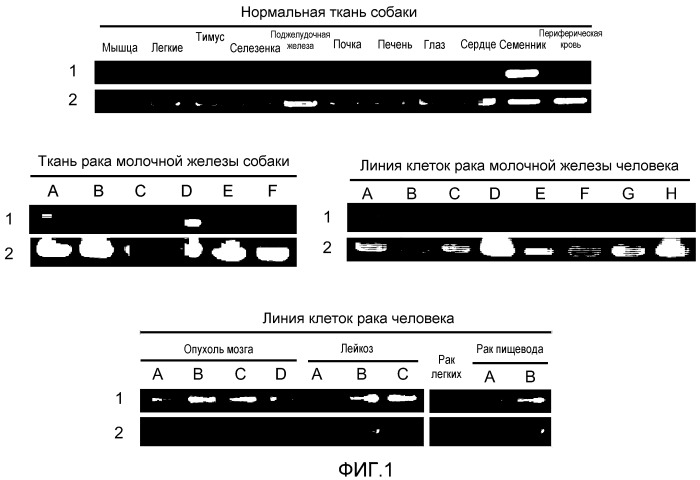 Индуцирующий иммунитет агент (патент 2511039)