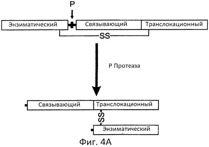 Разрушаемые клостридиальные токсины (патент 2561465)