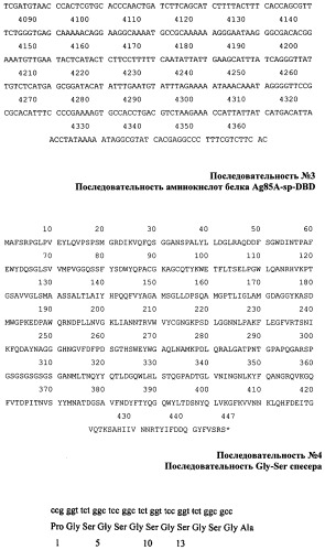 Способ получения иммуногенной композиции на основе гибридного белка ag85a-dbd и декстрана, рекомбинантная плазмида pag85a-dbd, штамм escherichia coli [prep4, pag85a-dbd], химерный белок ag85a-dbd (патент 2520078)