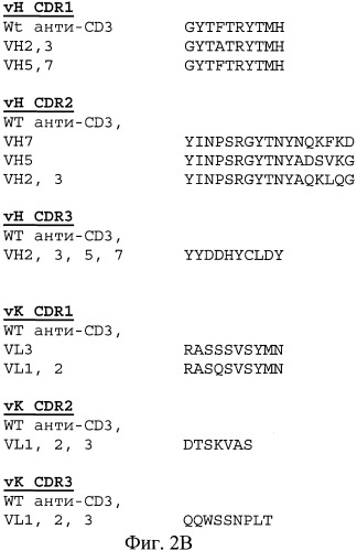 Полиспецифические деиммунизирующие cd3-связующие (патент 2401843)