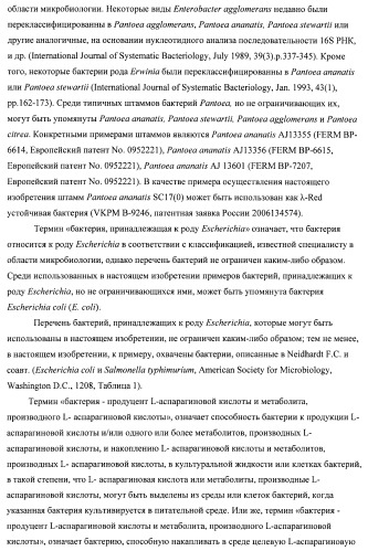 Бактерия семейства enterobacteriaceae - продуцент l-аспарагиновой кислоты или метаболитов, производных l-аспарагиновой кислоты, и способ получения l-аспарагиновой кислоты или метаблитов, производных l-аспарагиновой кислоты (патент 2472853)