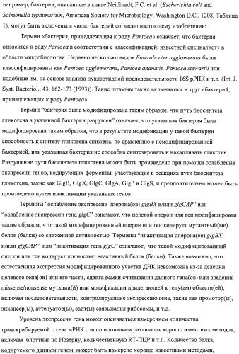 Способ получения l-аминокислот с использованием бактерии, принадлежащей к роду escherichia, в которой разрушен путь биосинтеза гликогена (патент 2315809)